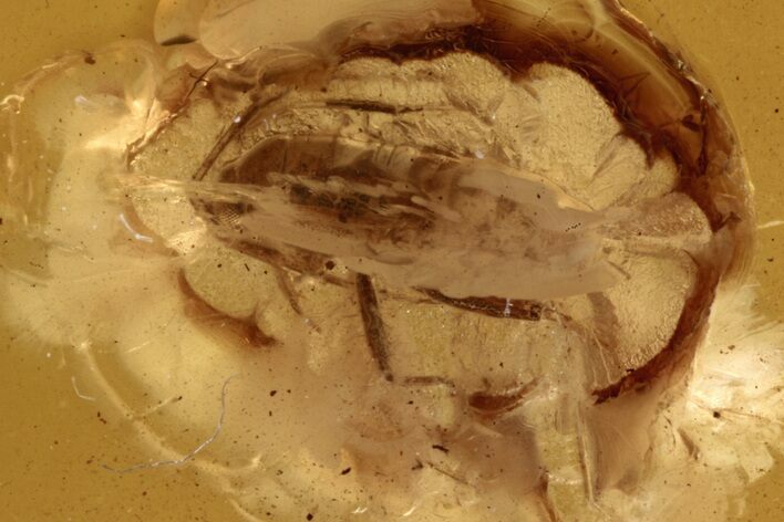 Fossil True Bug (Heteroptera) In Baltic Amber #272160